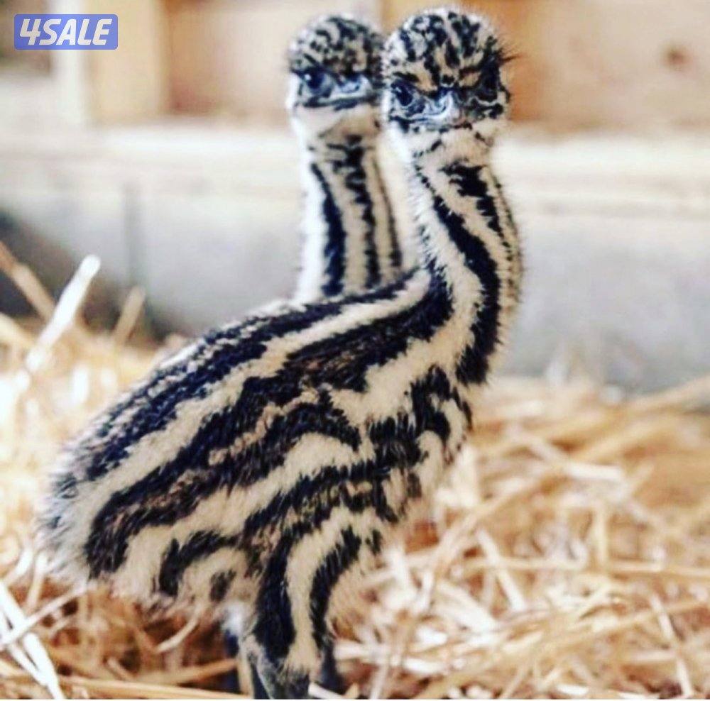 فروخ نعام استرالي0