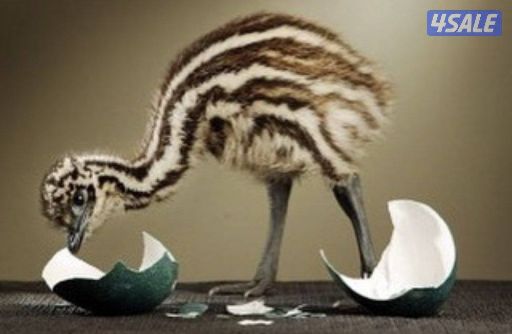 فروخ نعام استرالي1