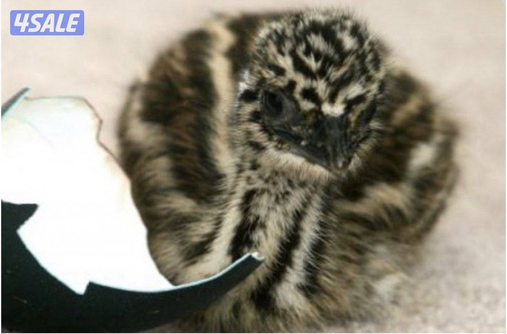 فروخ نعام استرالي2