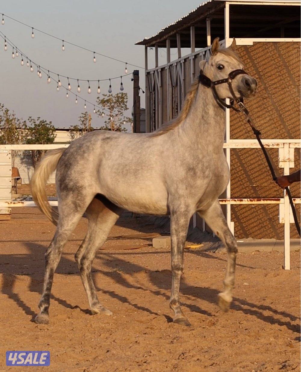 مهره بوليش لقاح على ادهم بوليش1