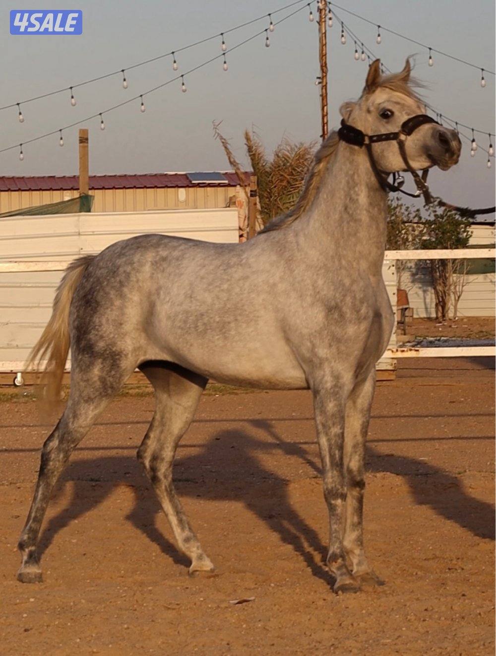 مهره بوليش لقاح على ادهم بوليش0