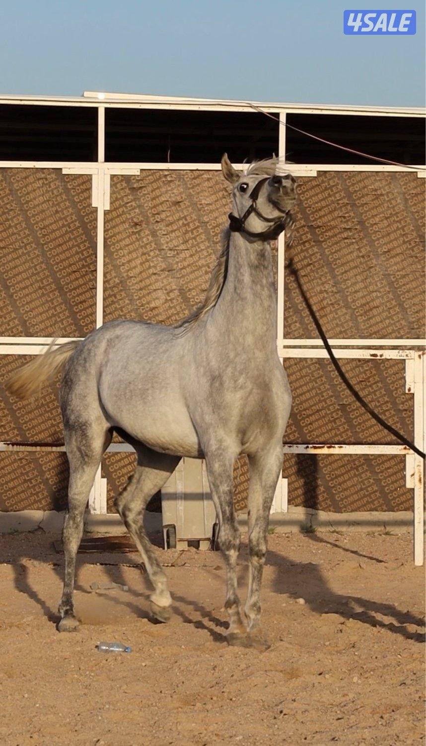 مهره بوليش لقاح على ادهم بوليش2