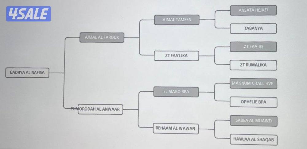 مهره بوليش لقاح على ادهم بوليش5