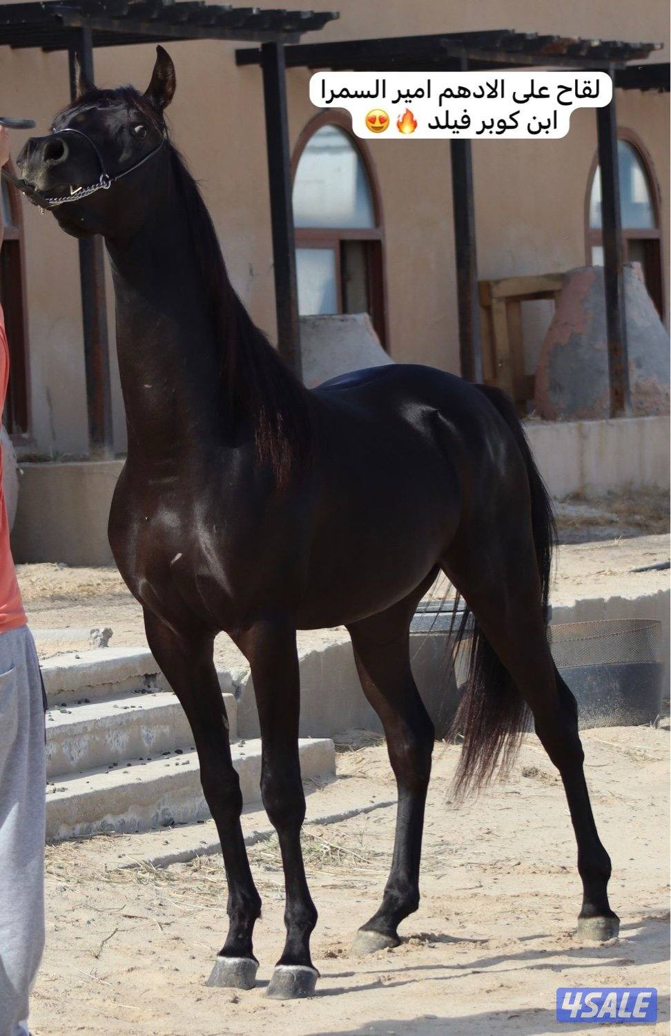 مهره بوليش لقاح على ادهم بوليش6