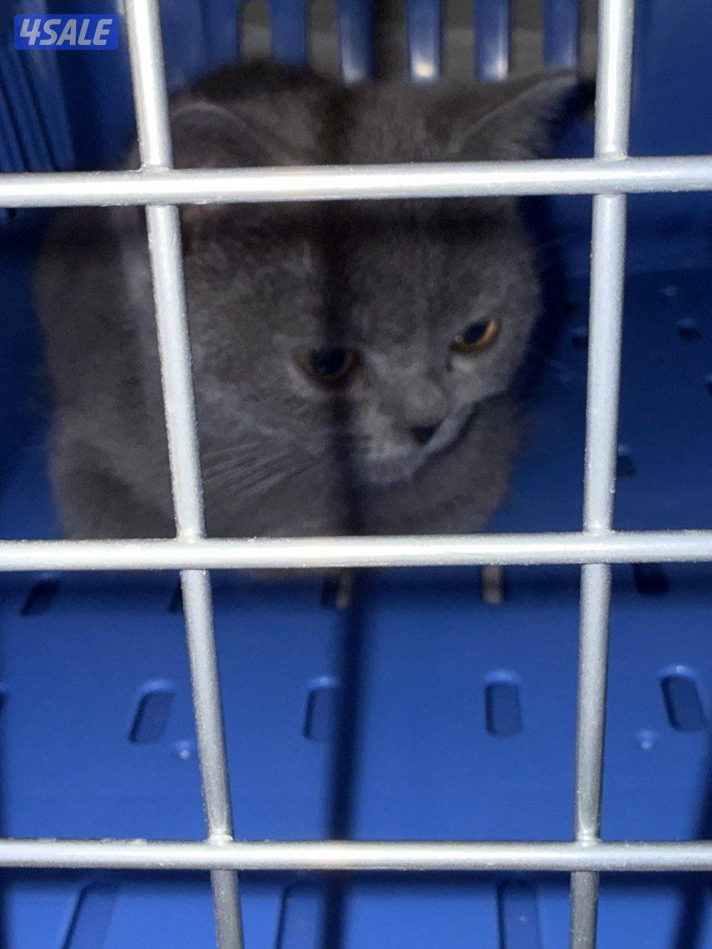 للبيع قطه برتش بيور0