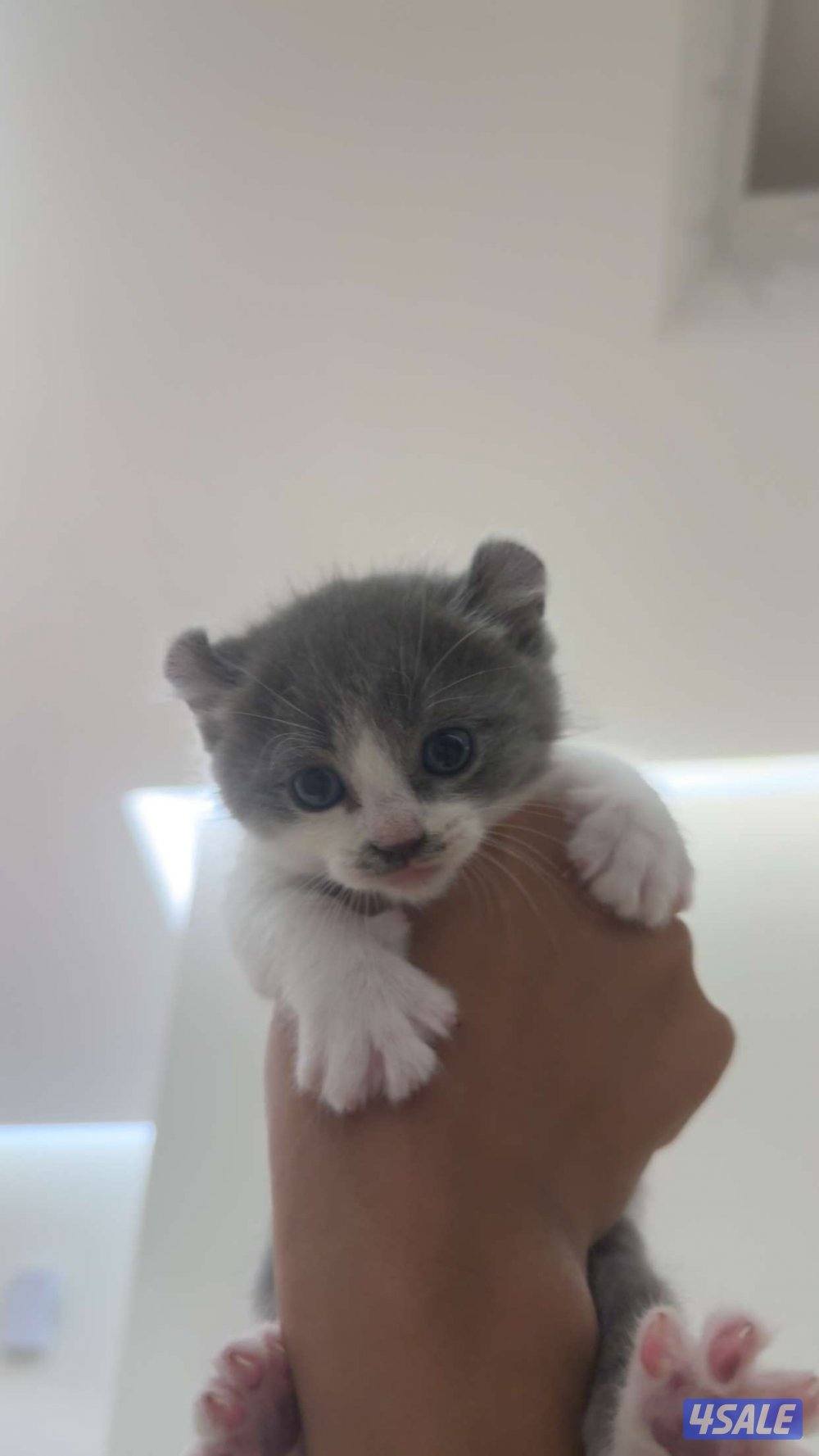 Pure munchkin kittens🐱✨  short legs&very playful          healthy ✔️0