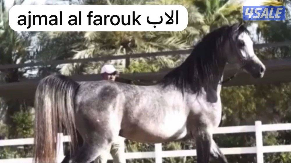 مهره بوليش لقاح على ادهم بوليش3