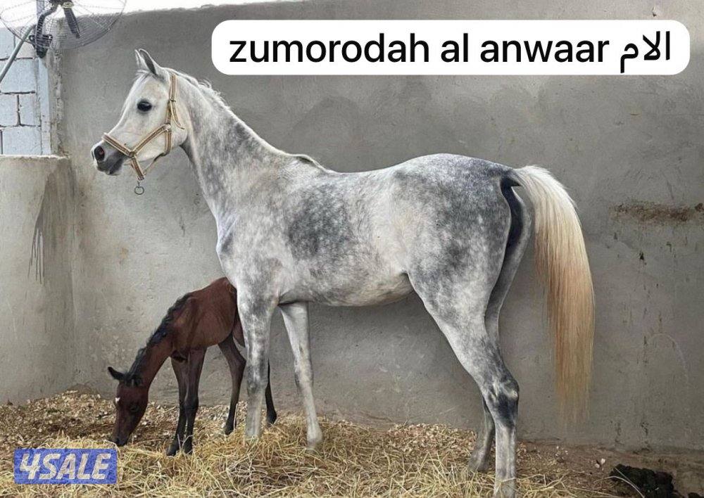 مهره بوليش لقاح على ادهم بوليش4