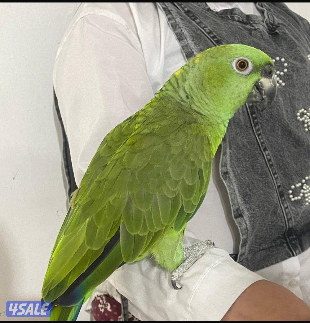 للبيع يالوناب0