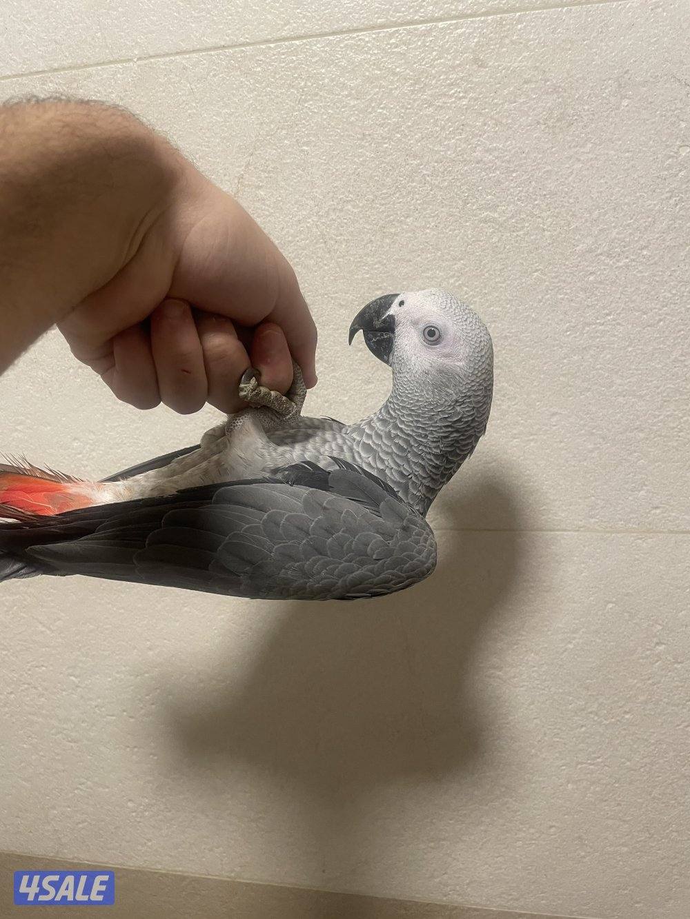 للبيع كاسكو افريقي انتاج الكويت1