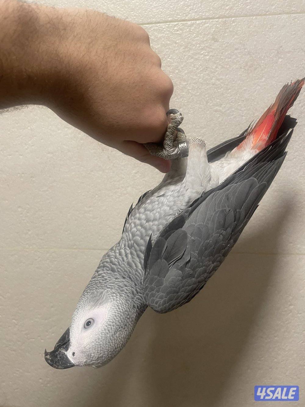 للبيع كاسكو افريقي انتاج الكويت2