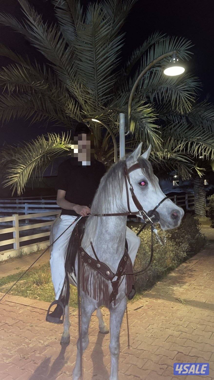 للبيع خيل1