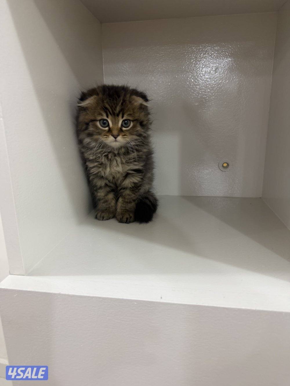 سكوتش فولد1