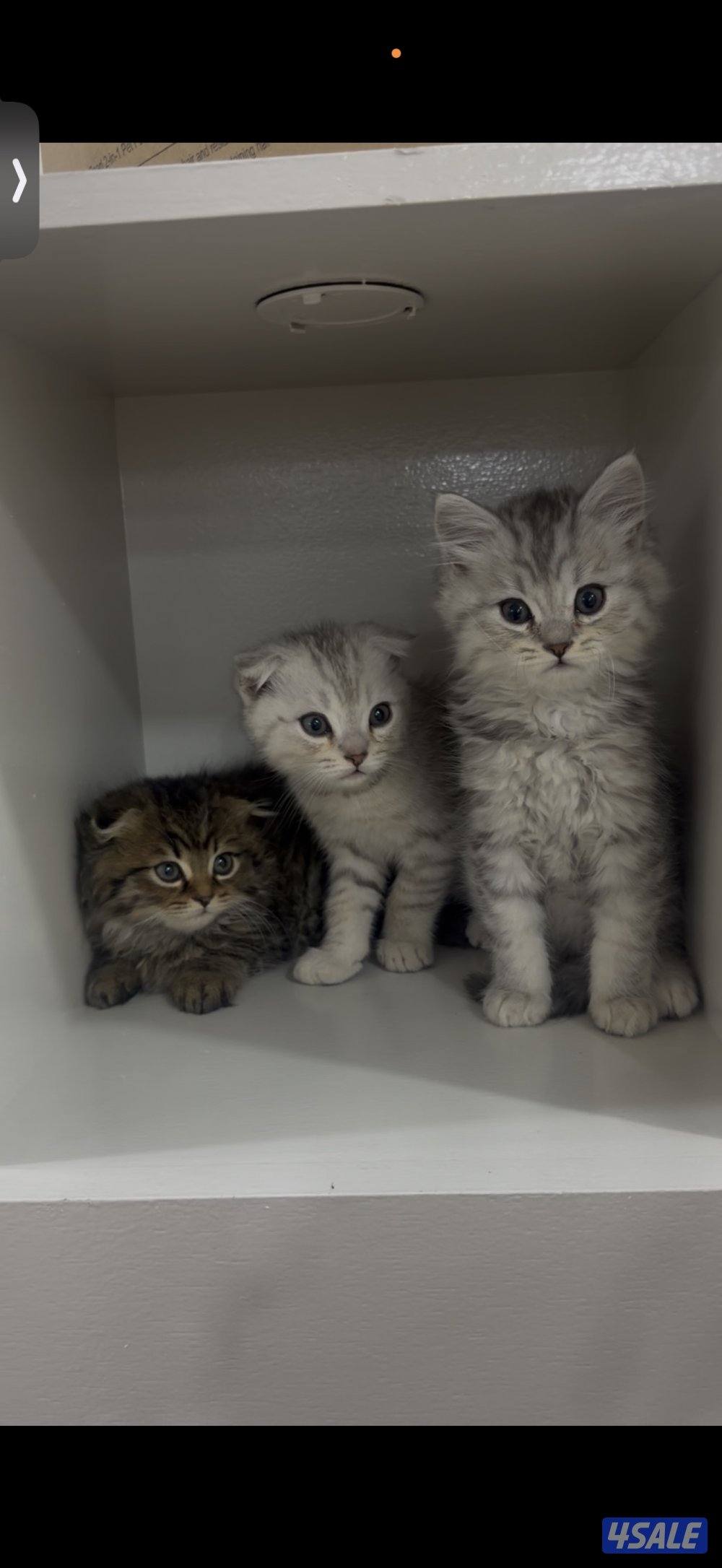 سكوتش فولد2