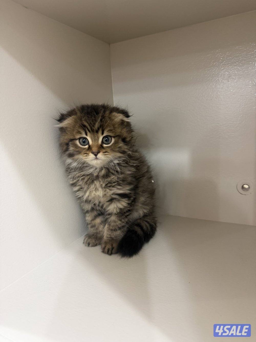 سكوتش فولد0