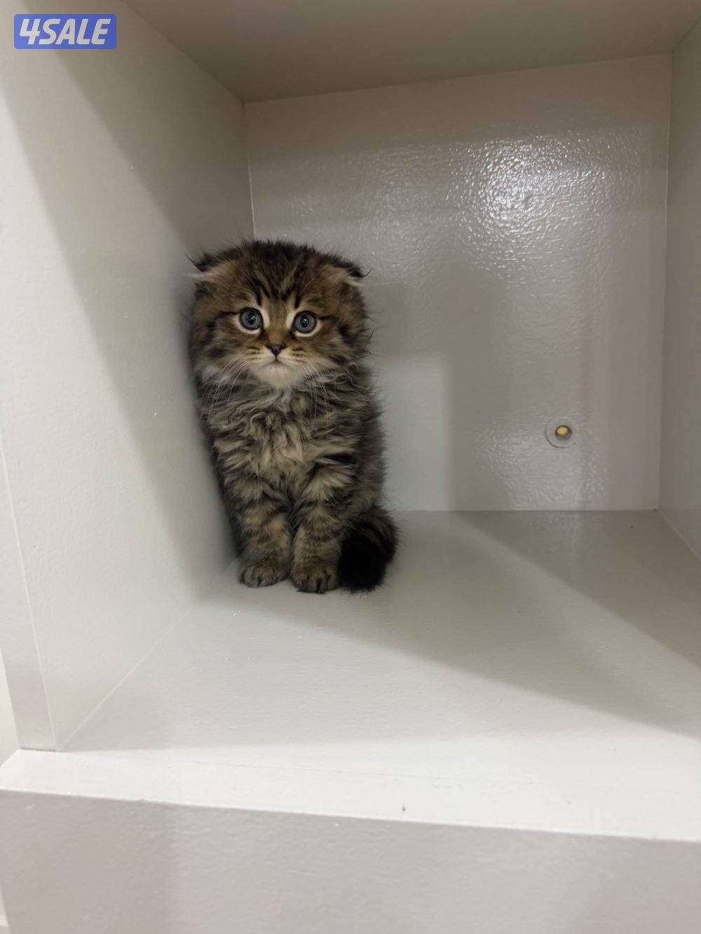 سكوتش فولد3