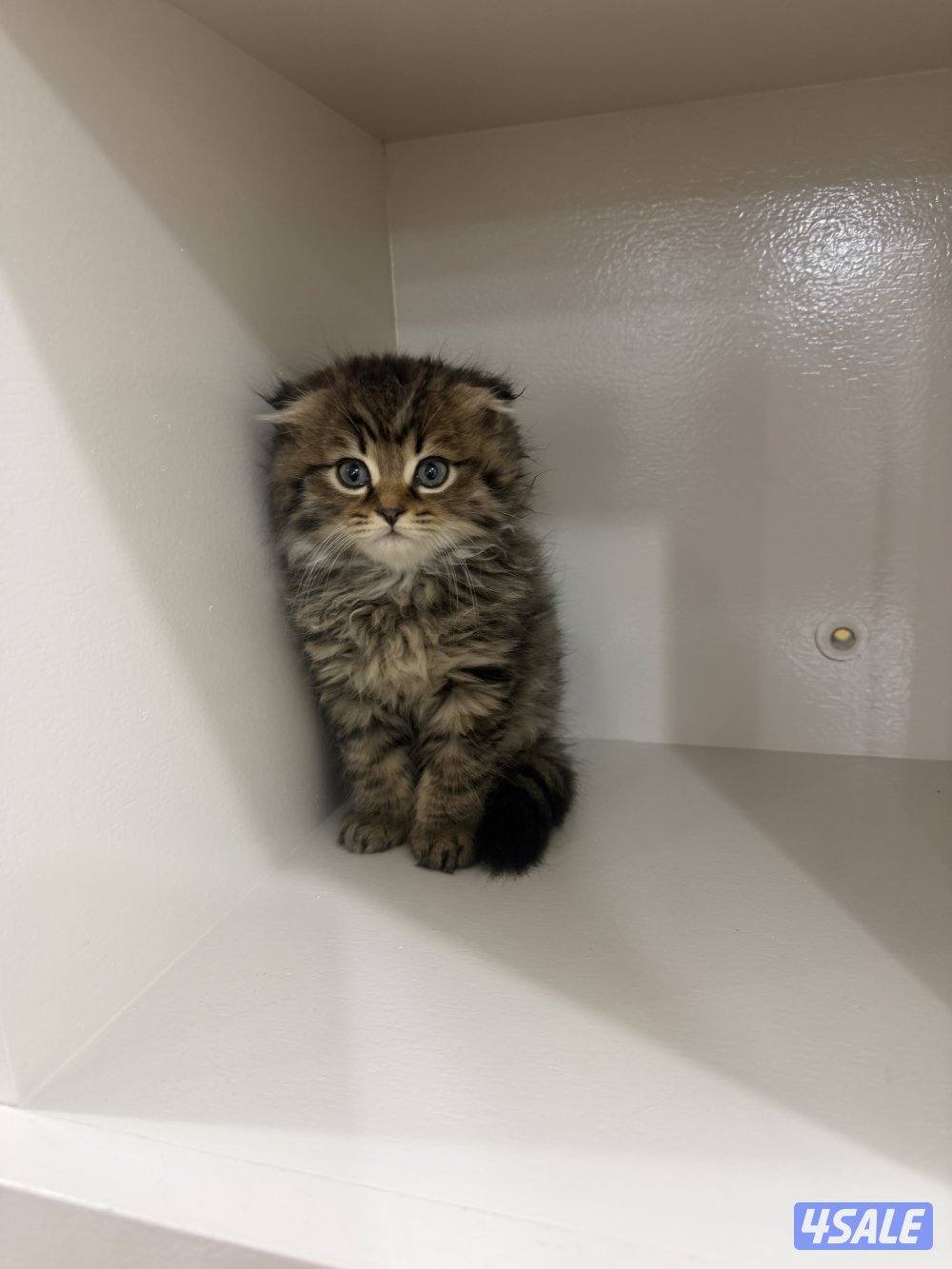 سكوتش فولد4