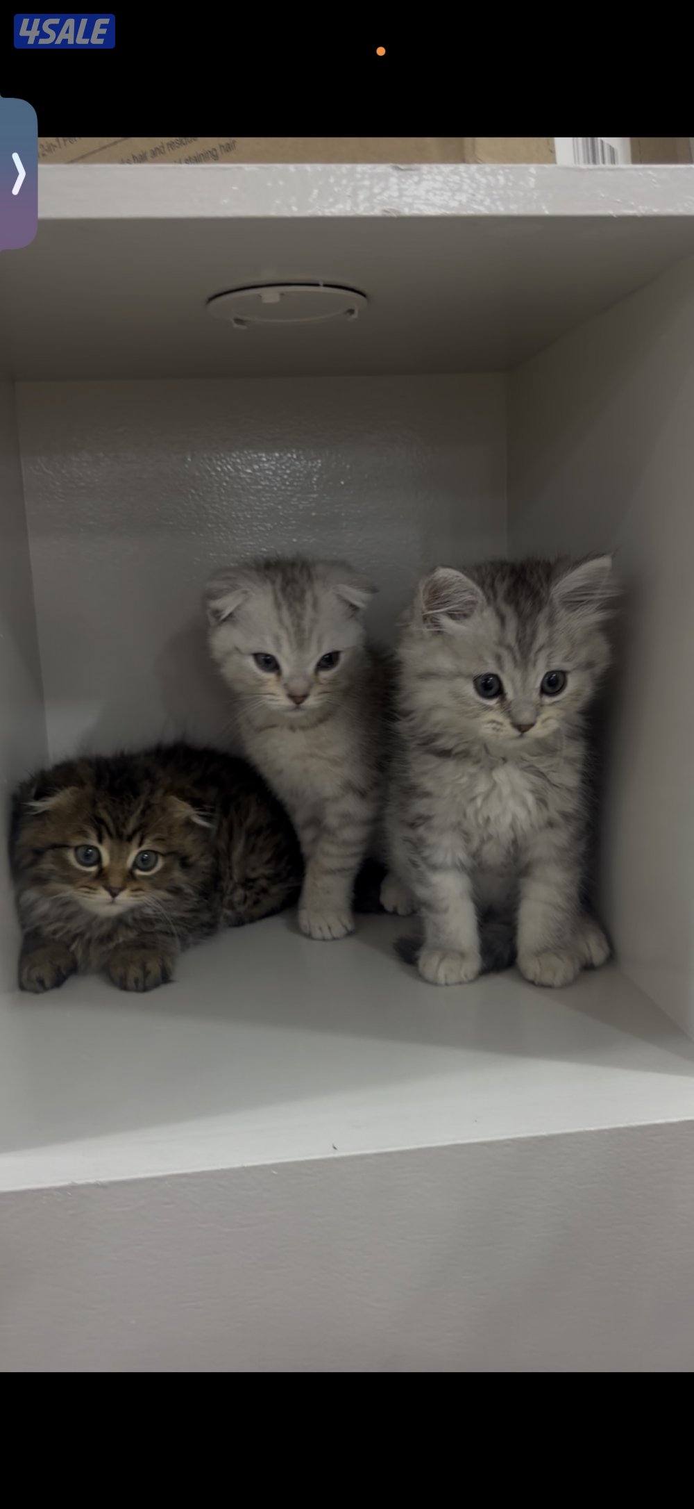 سكوتش فولد5