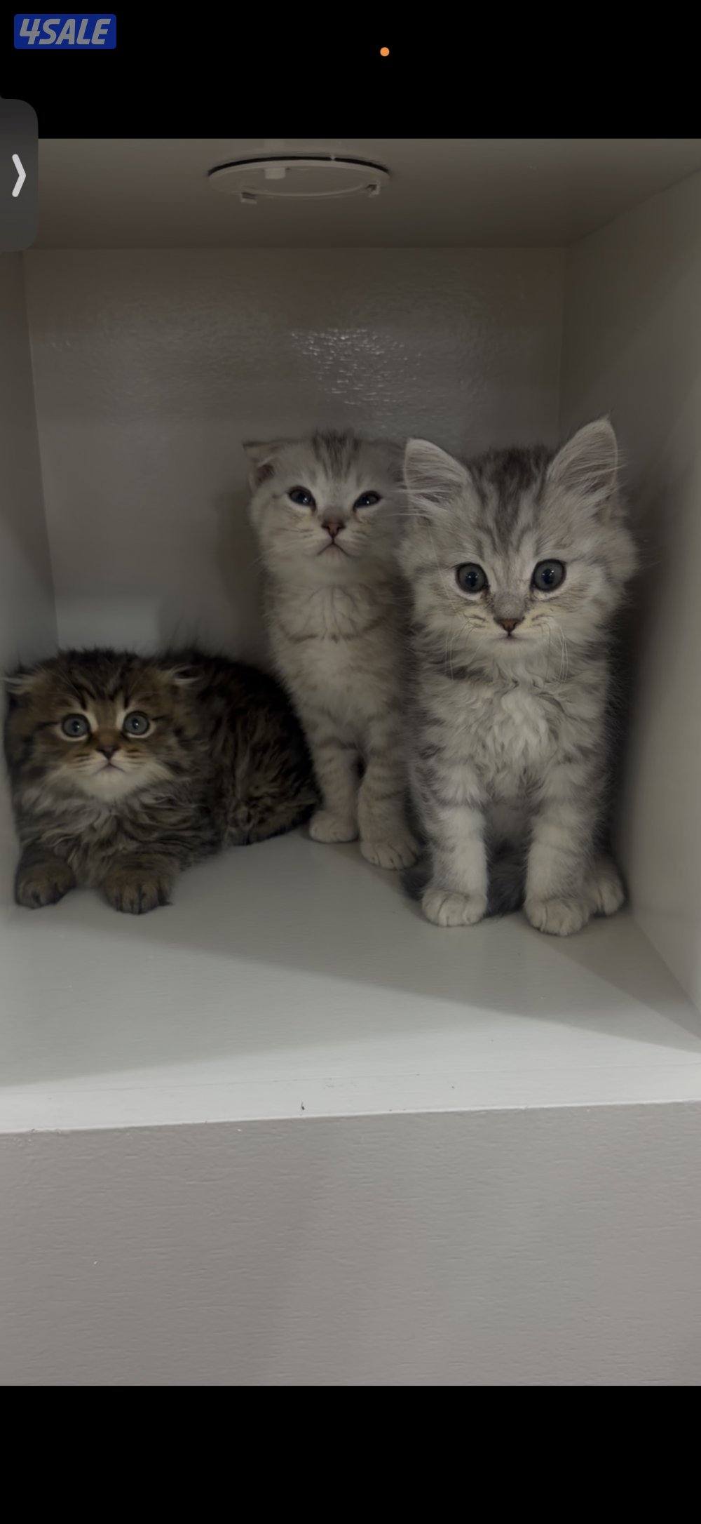 سكوتش فولد6