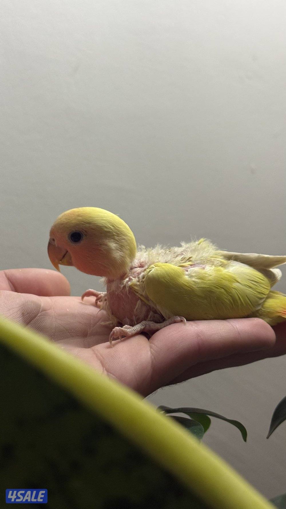 فروخ لوف بيرد1