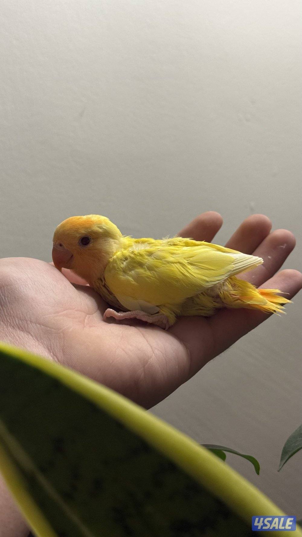 فروخ لوف بيرد2