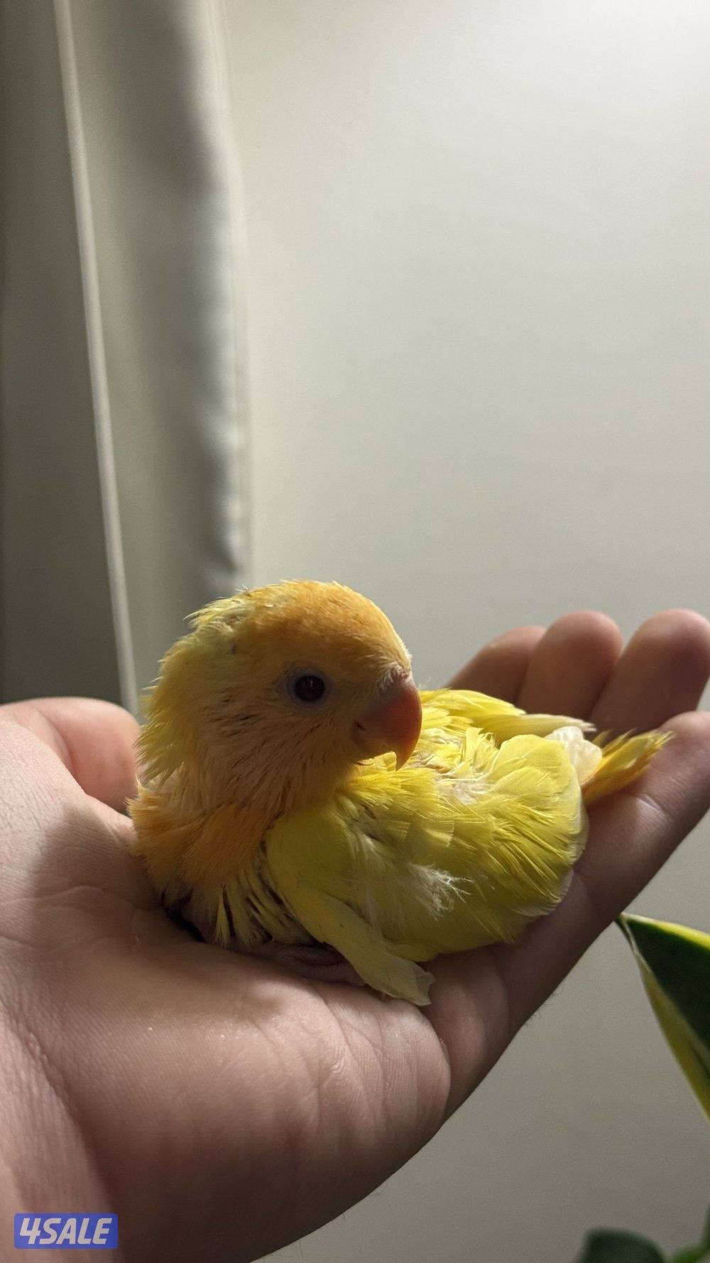 فروخ لوف بيرد3