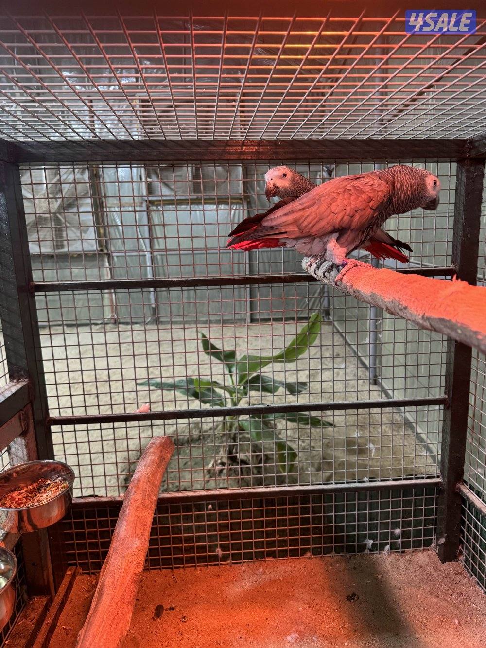 زوج كاسكو محجل0