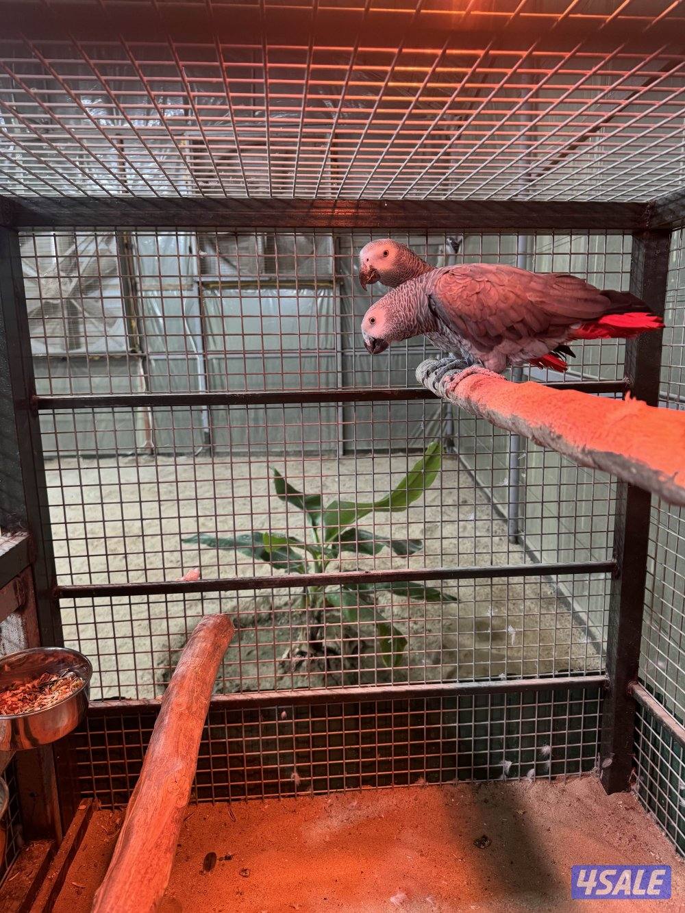 زوج كاسكو محجل1