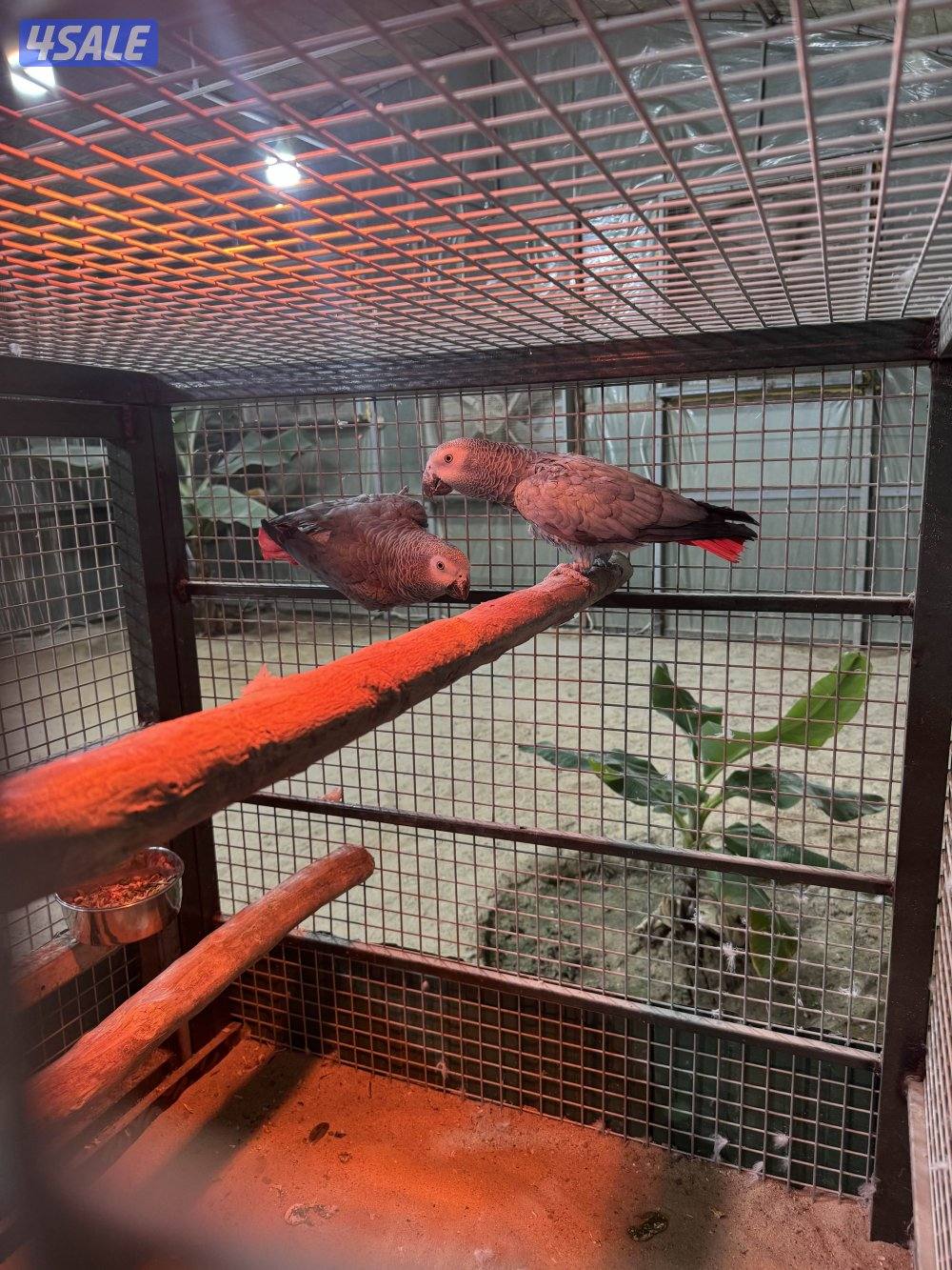 زوج كاسكو محجل2