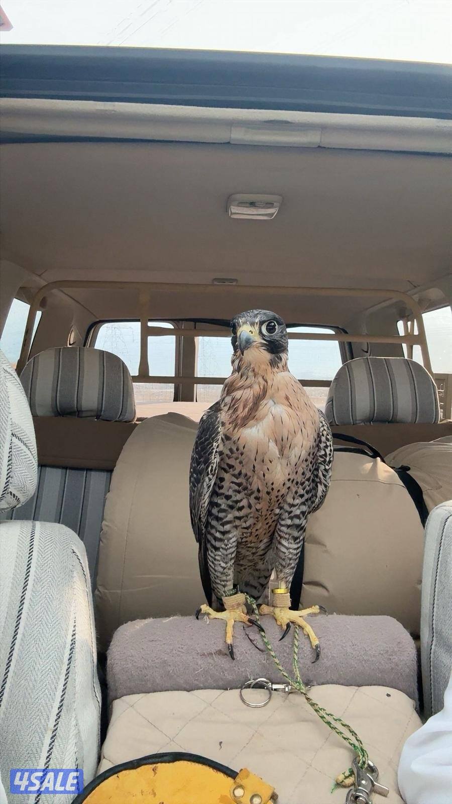 ‏للبيع-  للبدل1