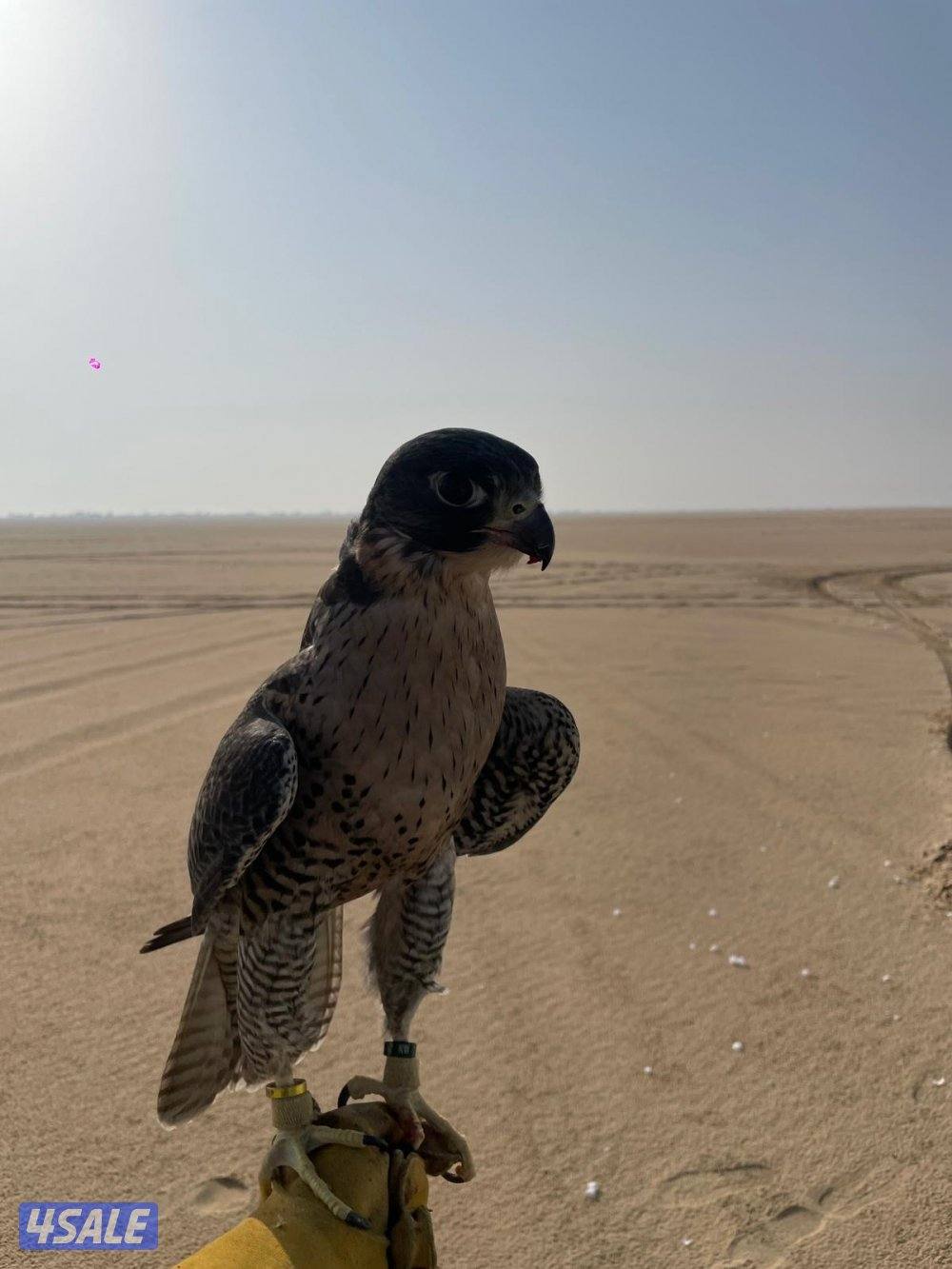 ‏للبيع-  للبدل0