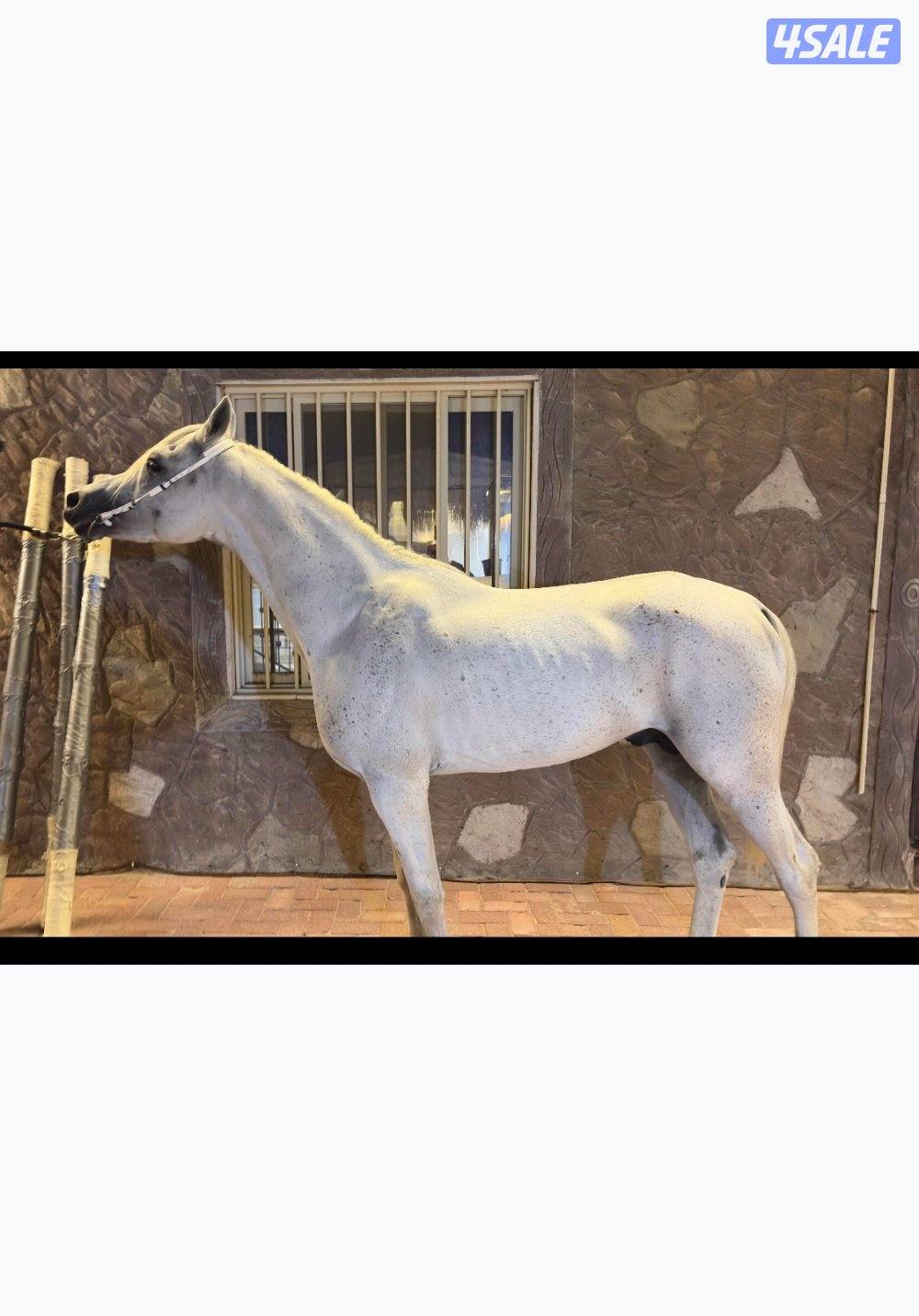 فحل  بولش حفيد فياض شرط السلم والتحويل مواليد 2017 رفيع وركوب يطرب حار2