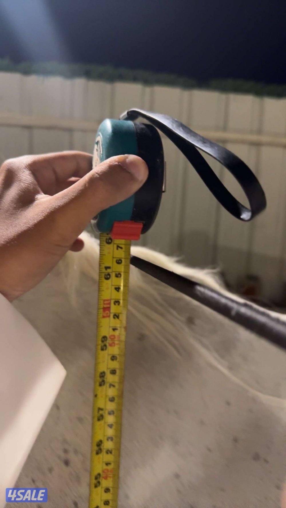 فحل  بولش حفيد فياض شرط السلم والتحويل مواليد 2017 رفيع وركوب يطرب حار3