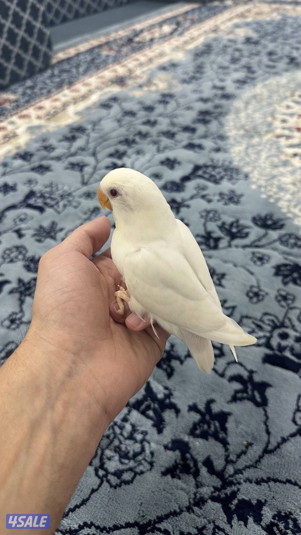 فروخ لوف بيرد انتاج 🇰🇼1