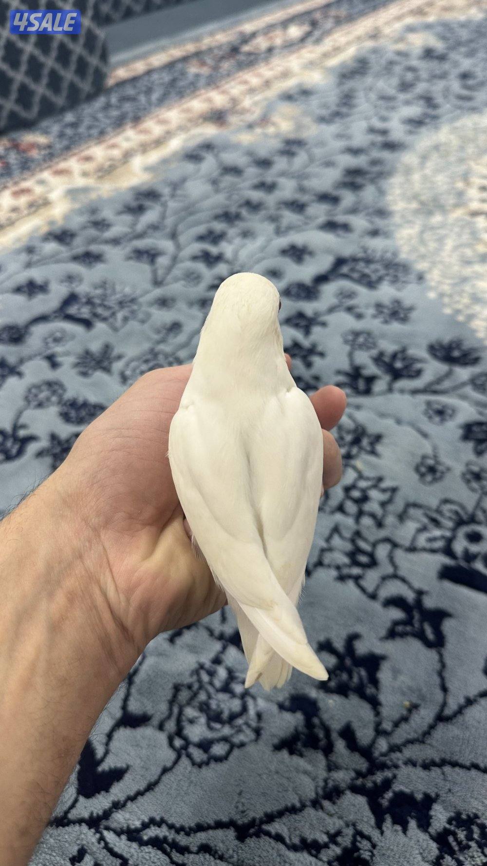 فروخ لوف بيرد انتاج 🇰🇼2