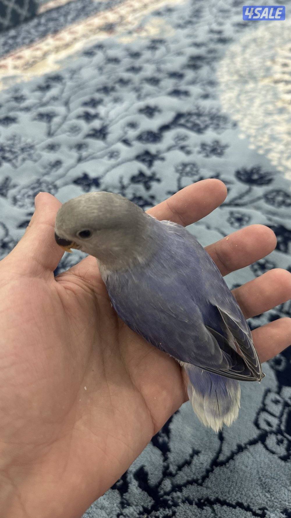 فروخ لوف بيرد انتاج 🇰🇼3