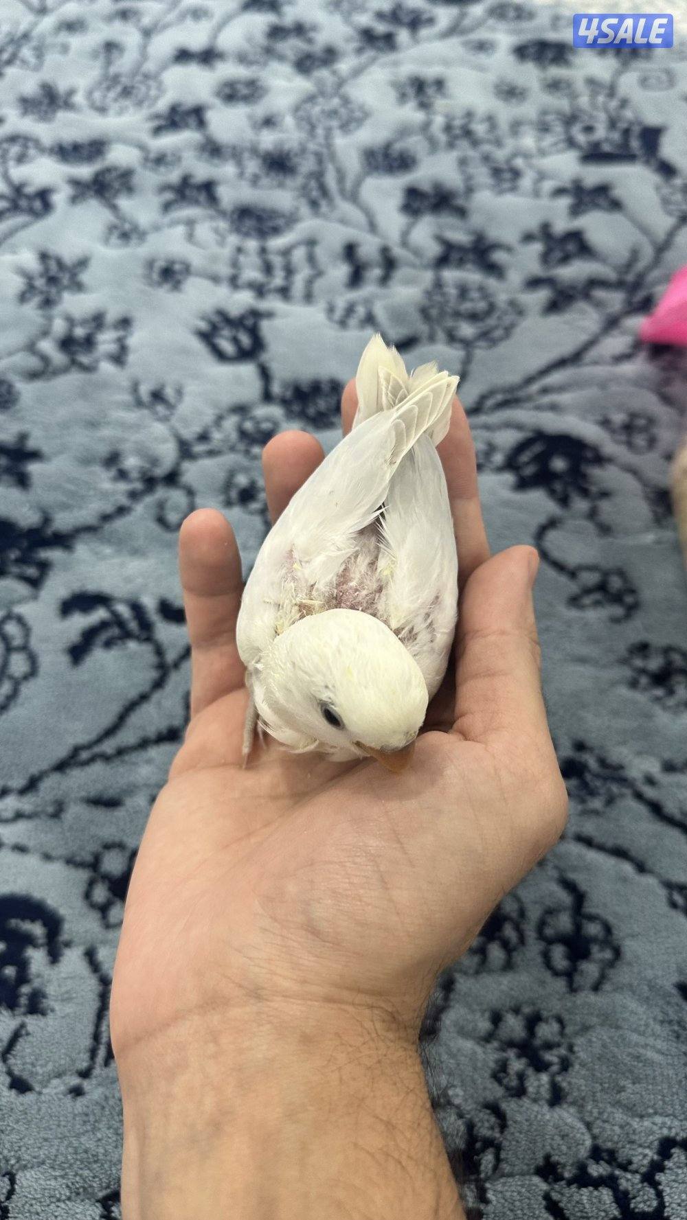 فروخ لوف بيرد انتاج 🇰🇼4