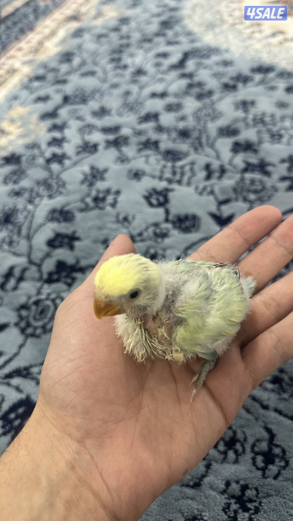 فروخ لوف بيرد انتاج 🇰🇼5