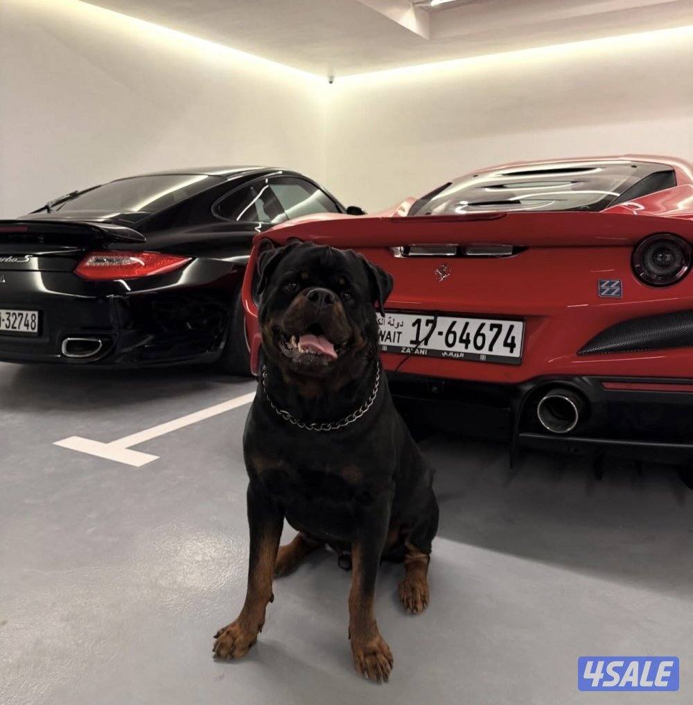 للبيع كلب روت وايلر مستوى نادر جدا0