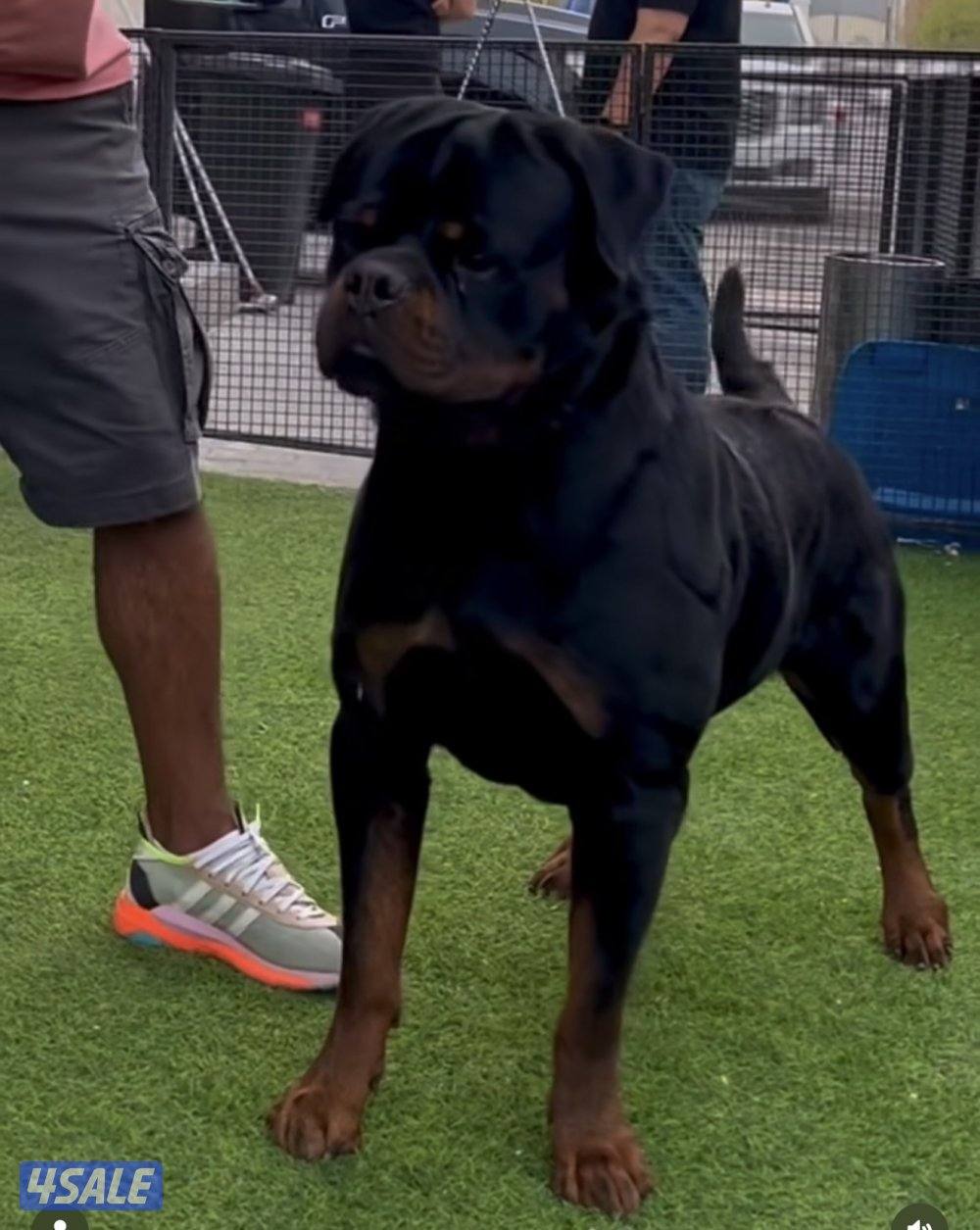 للبيع كلب روت وايلر مستوى نادر جدا1