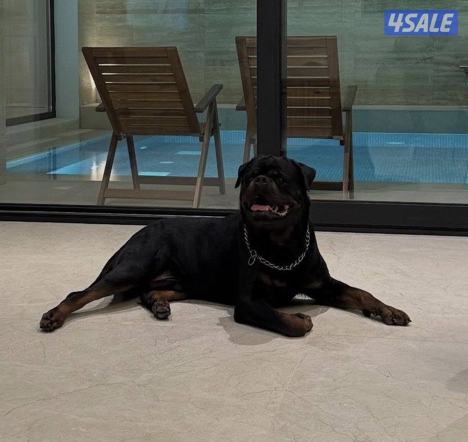 للبيع كلب روت وايلر مستوى نادر جدا3