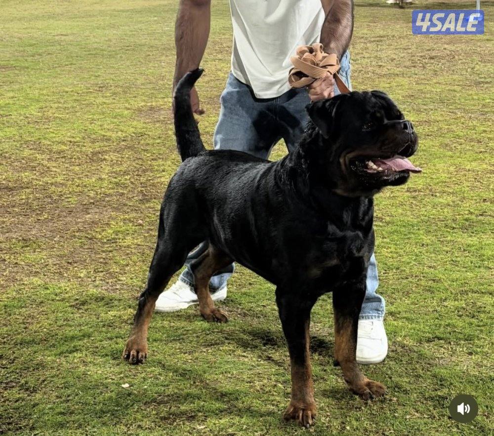 للبيع كلب روت وايلر مستوى نادر جدا2