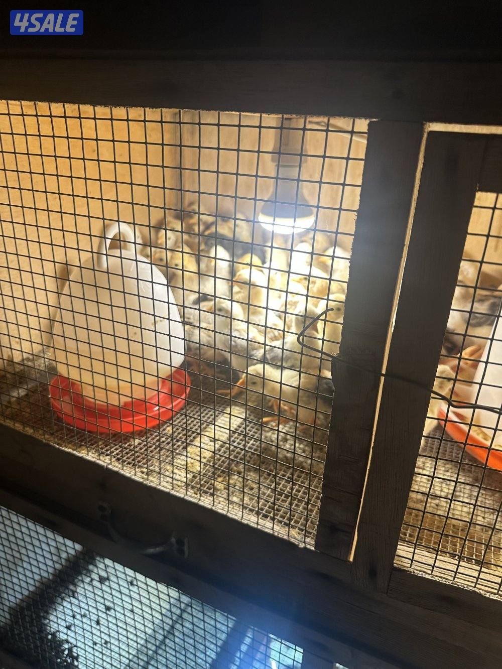 فروخ عربي  قديم  ١٠٠ في ٢٠ دينار0