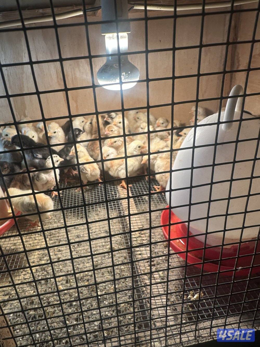 فروخ عربي  قديم  ١٠٠ في ٢٠ دينار1