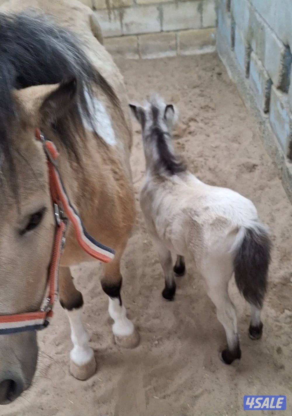 للبيع بونيه مع بنتها0