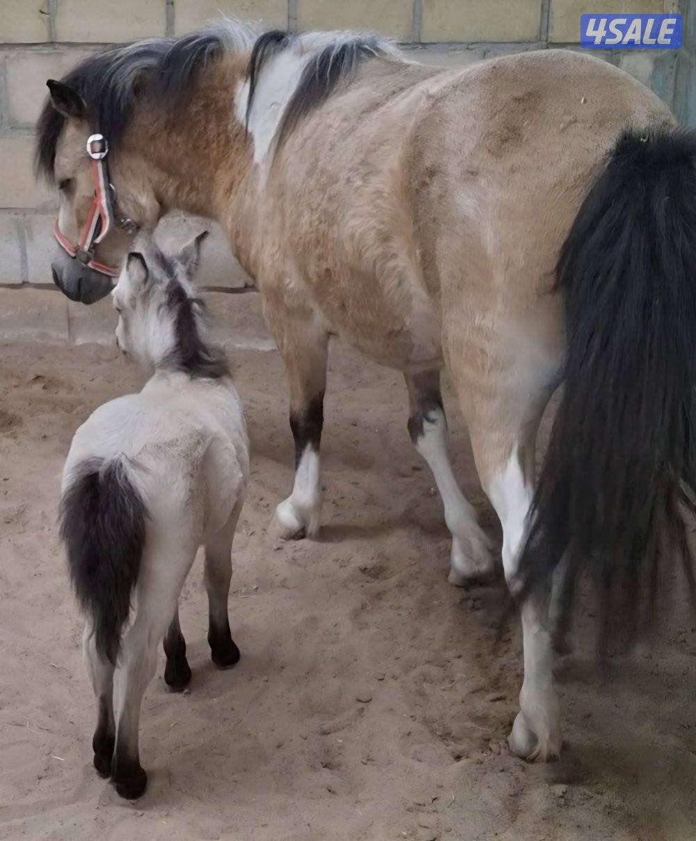 للبيع بونيه مع بنتها1