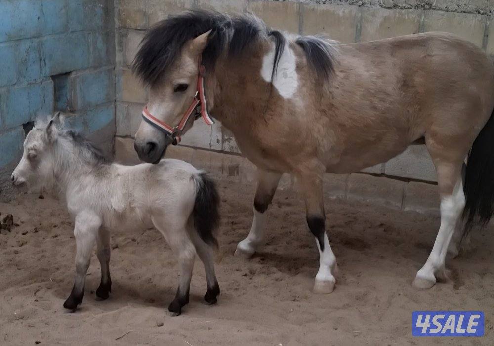 للبيع بونيه مع بنتها2