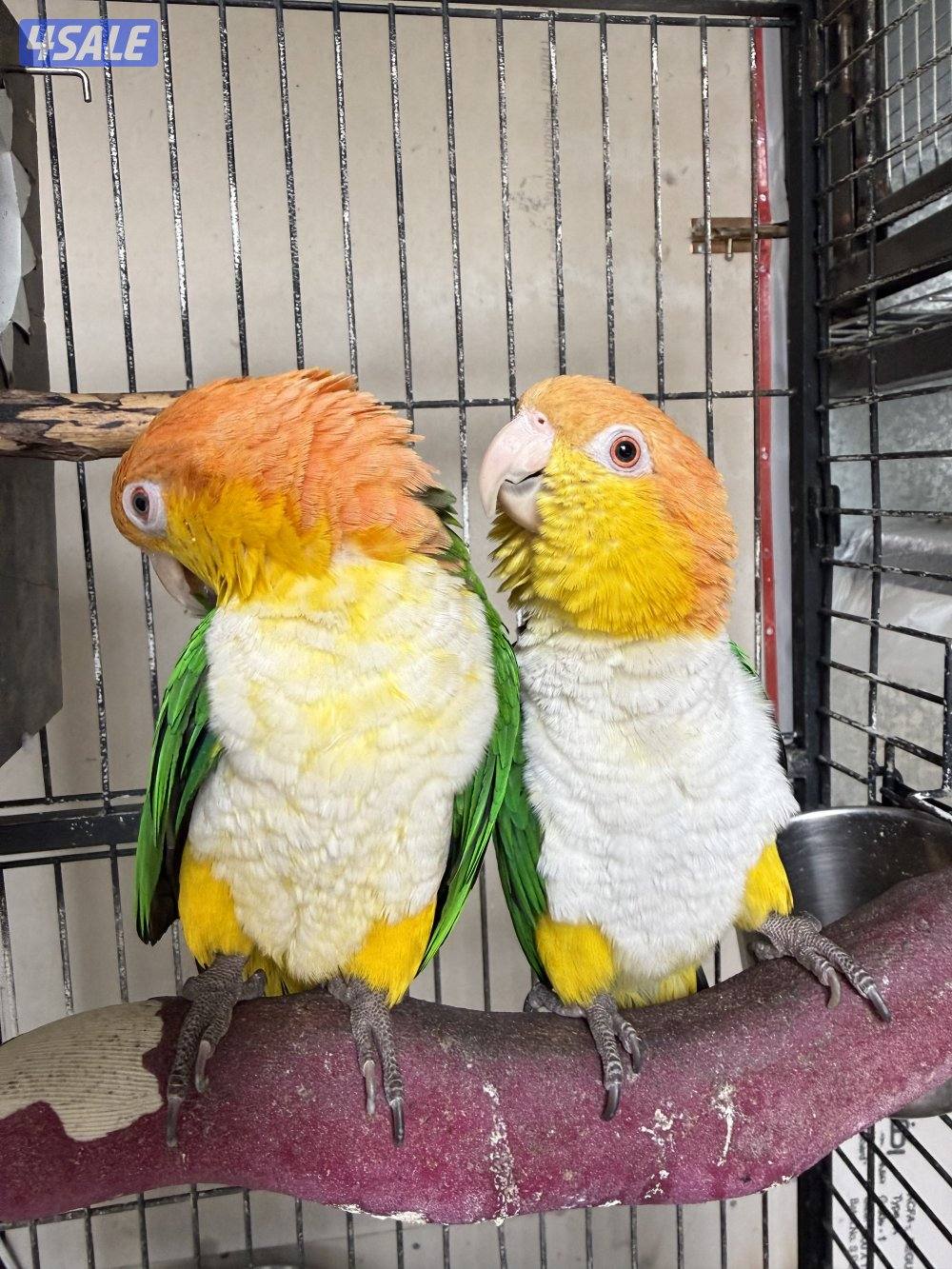 زوج وايت بيلي0