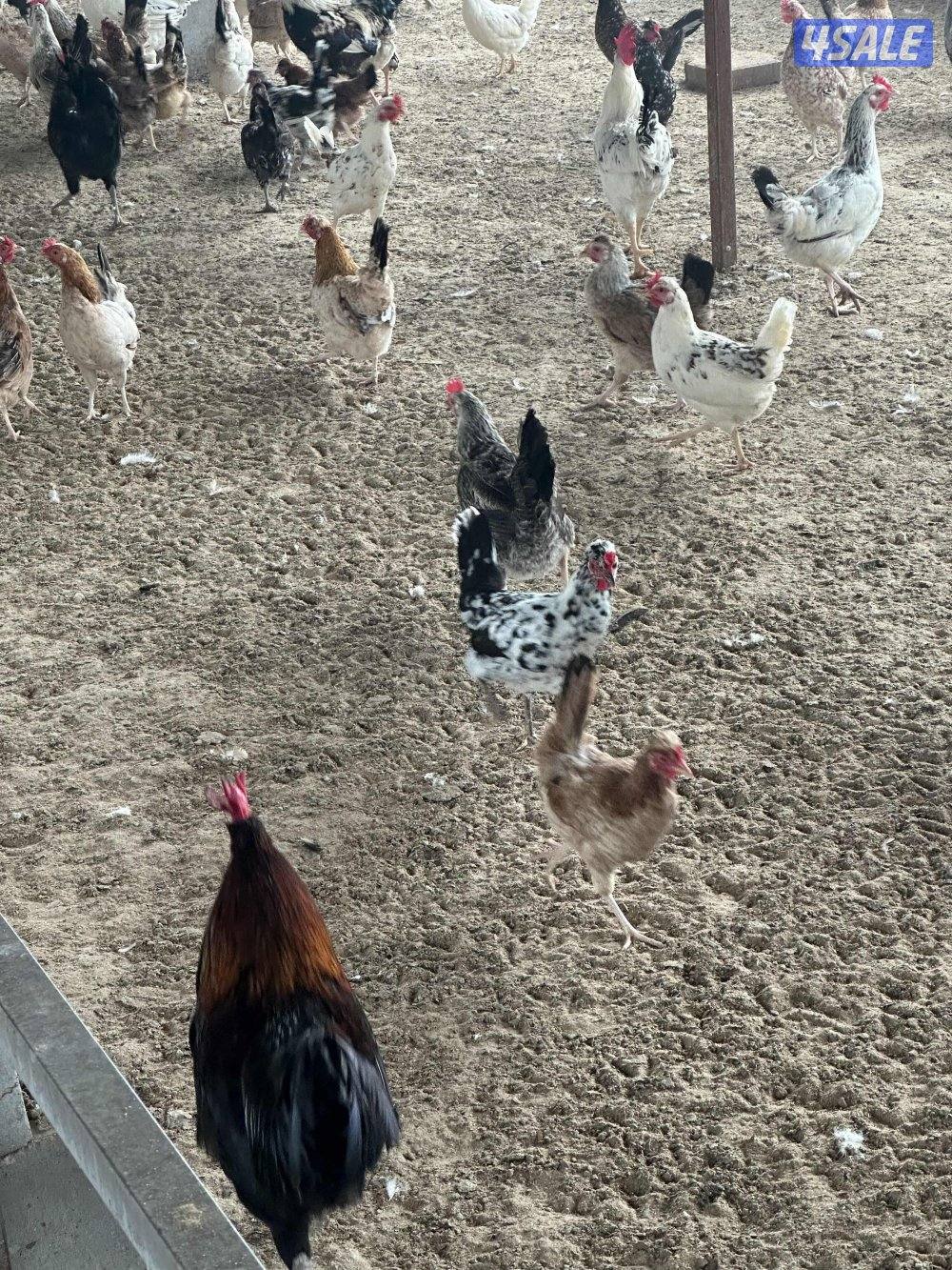 ‏مزارع الوفرة طريق 7000