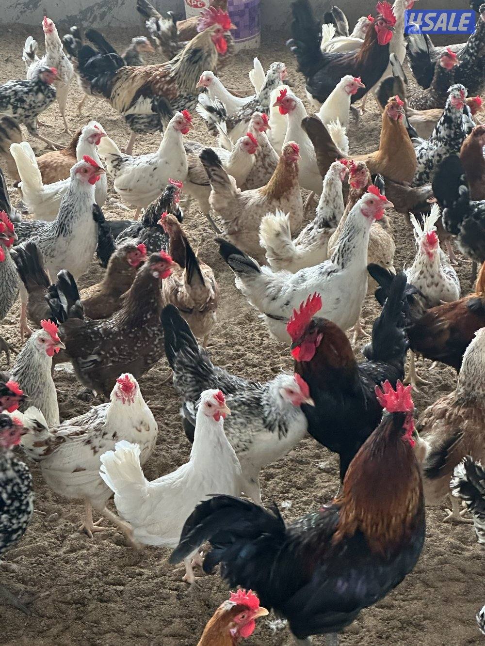 ‏مزارع الوفرة طريق 7001